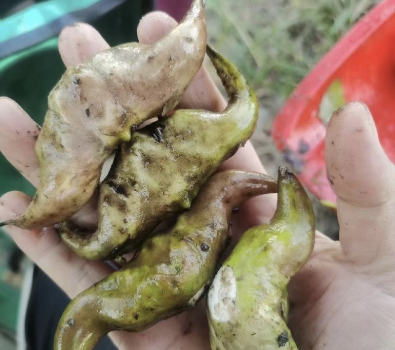 菱角青菱角红菱角种子两角菱角老菱角牛角菱角种苗