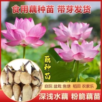 大型景观莲藕苗荷花苗，深浅水藕苗，盆栽池塘观赏荷花苗