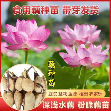 大型景观莲藕苗荷花苗，深浅水藕苗，盆栽池塘观赏荷花苗