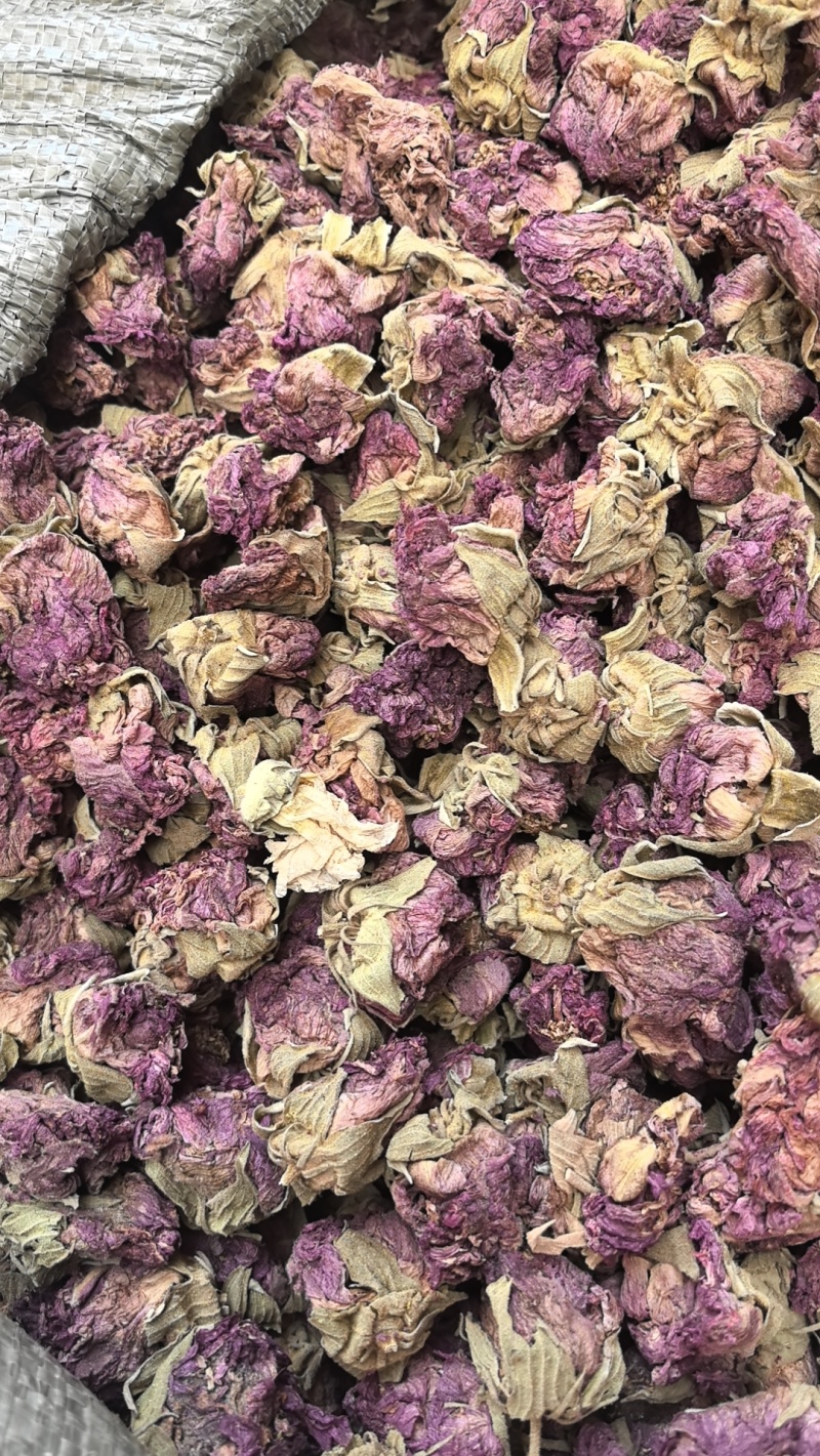 芙蓉花产地直销，大货供应
