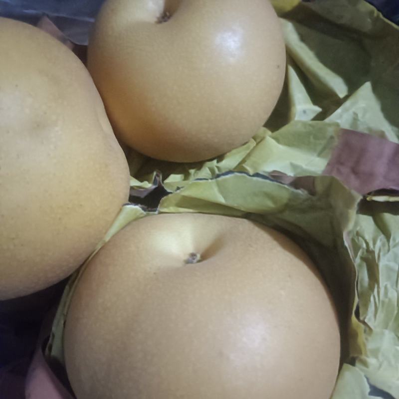 秋月梨