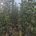 矮化中间砧苹果树苗，两刀苹果树苗，矮化中间砧王林苹果树苗