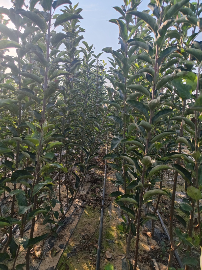 矮化中间砧苹果树苗，两刀苹果树苗，矮化中间砧王林苹果树苗