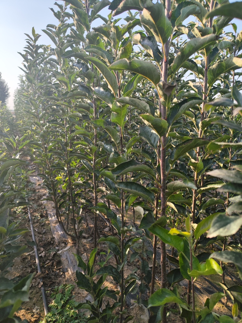 矮化中间砧苹果树苗，两刀苹果树苗，矮化中间砧王林苹果树苗
