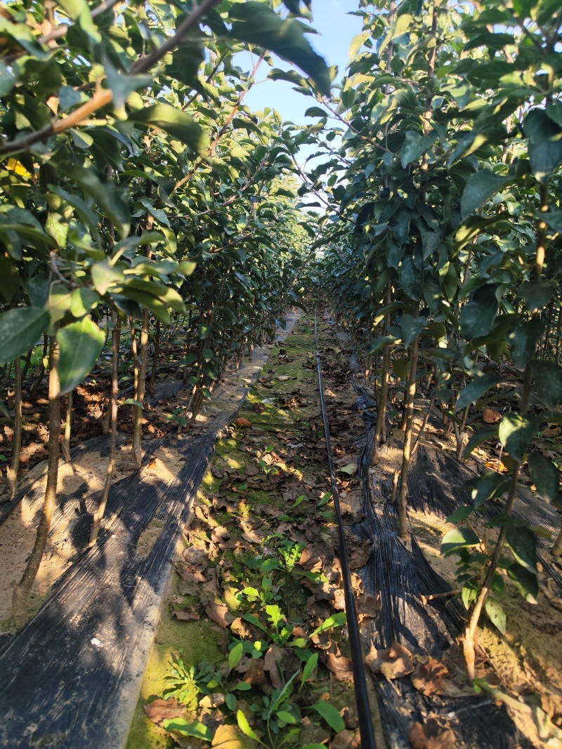 矮化中间砧苹果树苗，两刀苹果树苗，矮化中间砧王林苹果树苗