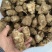 独头沙地洋姜，精品货，大量有货，纯人工桃拣，质量保证
