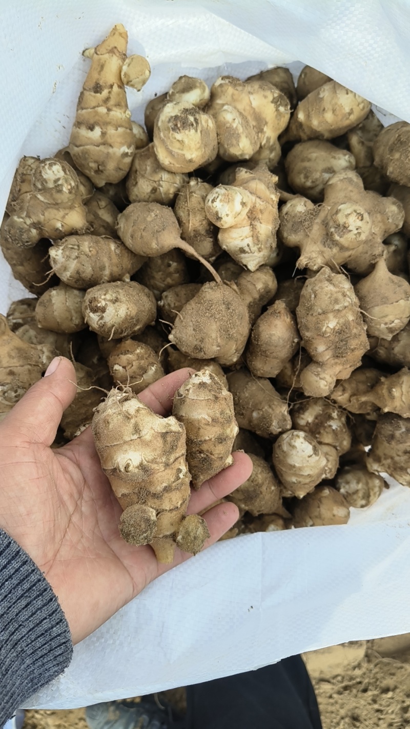 独头沙地洋姜，精品货，大量有货，纯人工桃拣，质量保证