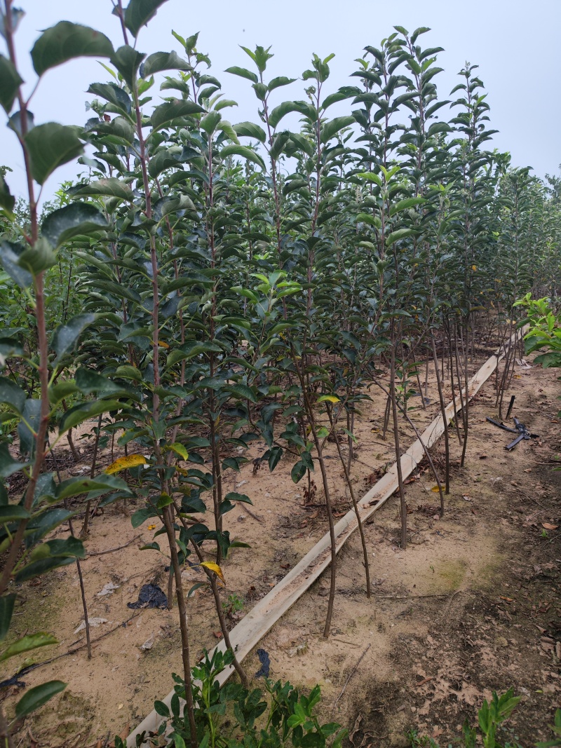 王林苹果树苗，乔化王林苹果树苗，矮化中间砧王林苹果树苗