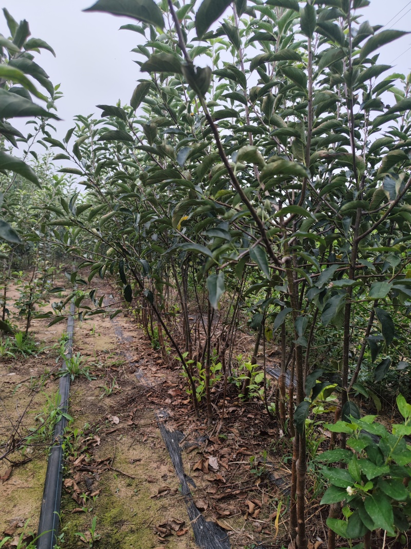 王林苹果树苗，乔化王林苹果树苗，矮化中间砧王林苹果树苗