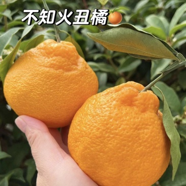 柑桔不知耙耙柑产地直销对接出口电商市场三包