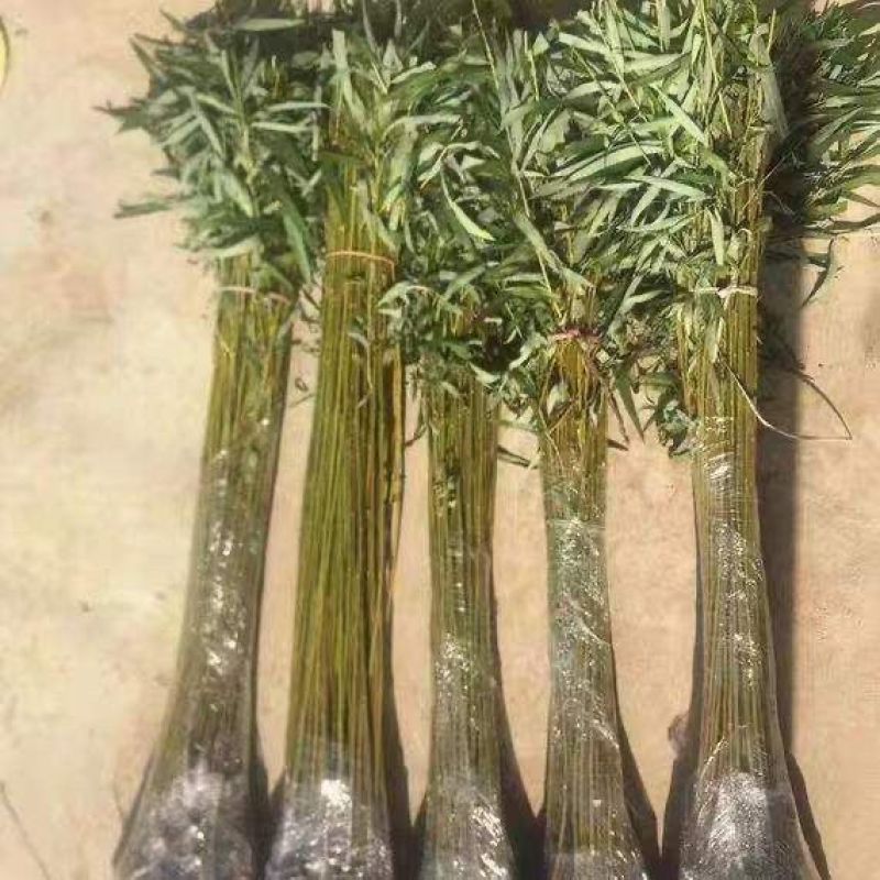 垂柳，柳树，垂杨柳树直柳，垂柳树，柳树小苗绿化行道风景树