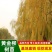 垂柳，柳树，垂杨柳树直柳，垂柳树，柳树小苗绿化行道风景树