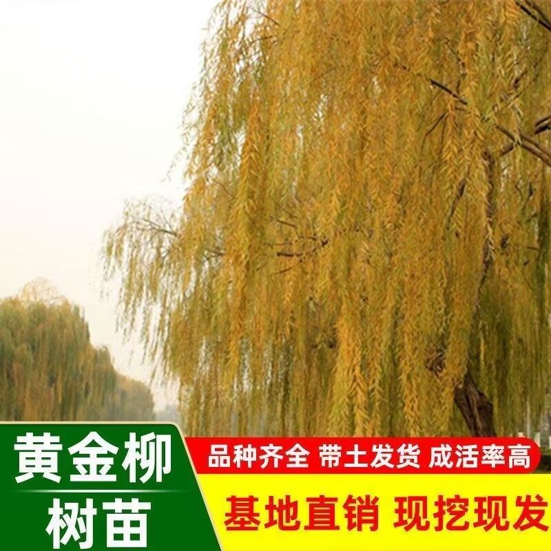 垂柳，柳树，垂杨柳树直柳，垂柳树，柳树小苗绿化行道风景树