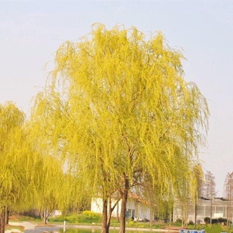 垂柳，柳树，垂杨柳树直柳，垂柳树，柳树小苗绿化行道风景树