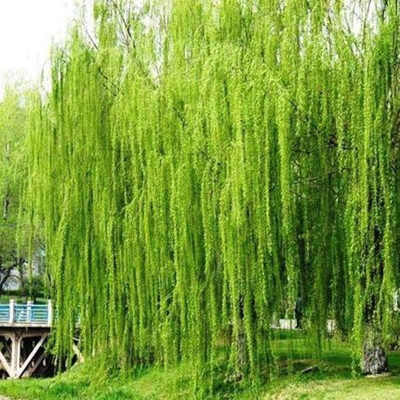 垂柳柳树苗垂杨柳树苗直柳苗垂柳树苗柳树小苗绿化行道风景树
