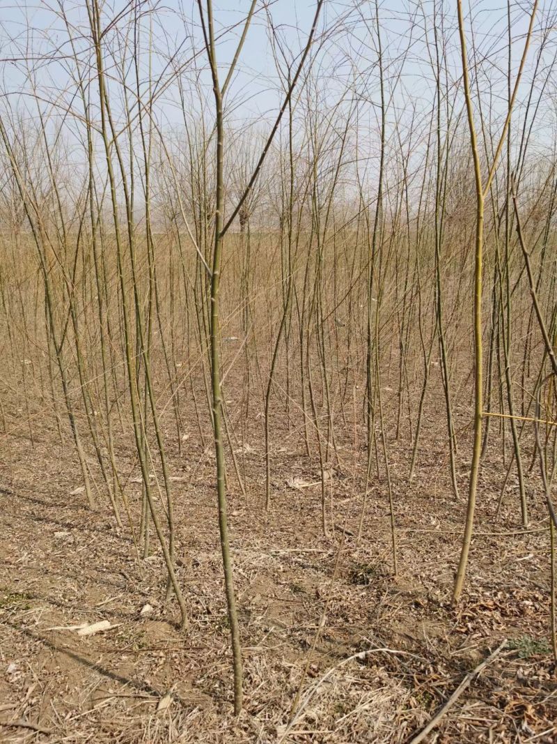 垂柳柳树苗垂杨柳树苗直柳苗垂柳树苗柳树小苗绿化行道风景树