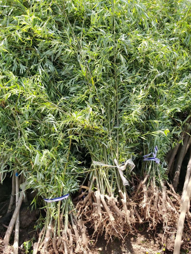 垂柳柳树苗垂杨柳树苗直柳苗垂柳树苗柳树小苗绿化行道风景树