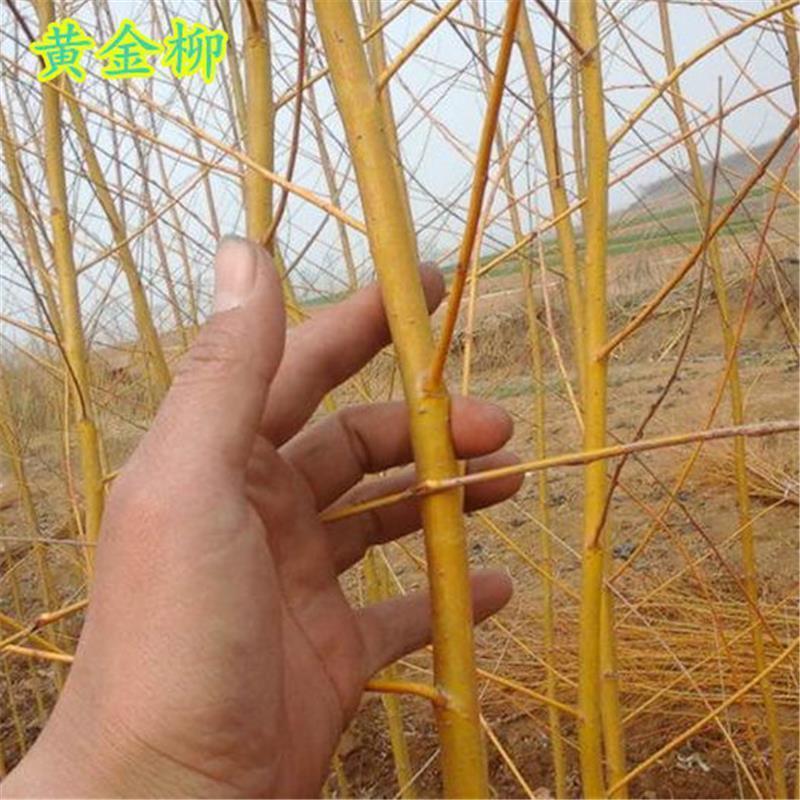 垂柳树苗速生黄金柳园林绿化庭院河边柳树行道大树金丝柳杨柳