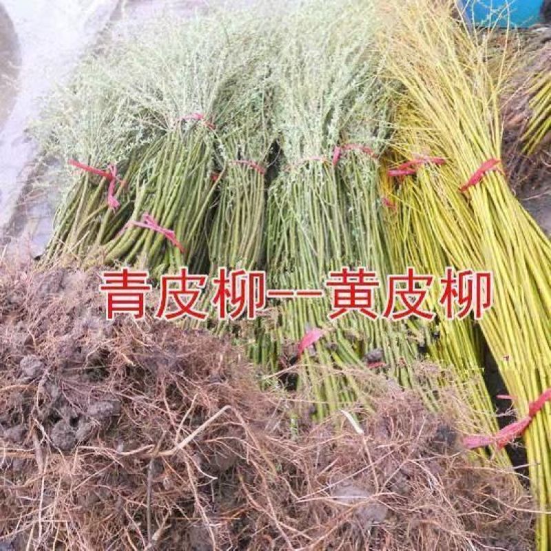 垂柳树苗速生黄金柳园林绿化庭院河边柳树行道大树金丝柳杨柳