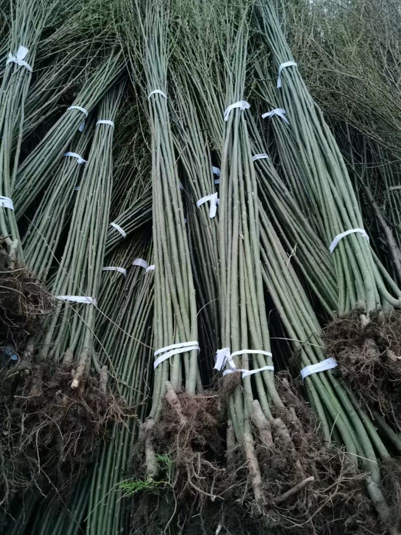 垂柳树苗速生黄金柳园林绿化庭院河边柳树行道大树金丝柳杨柳