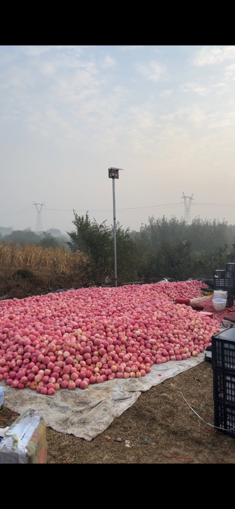 富士苹果想要抓紧