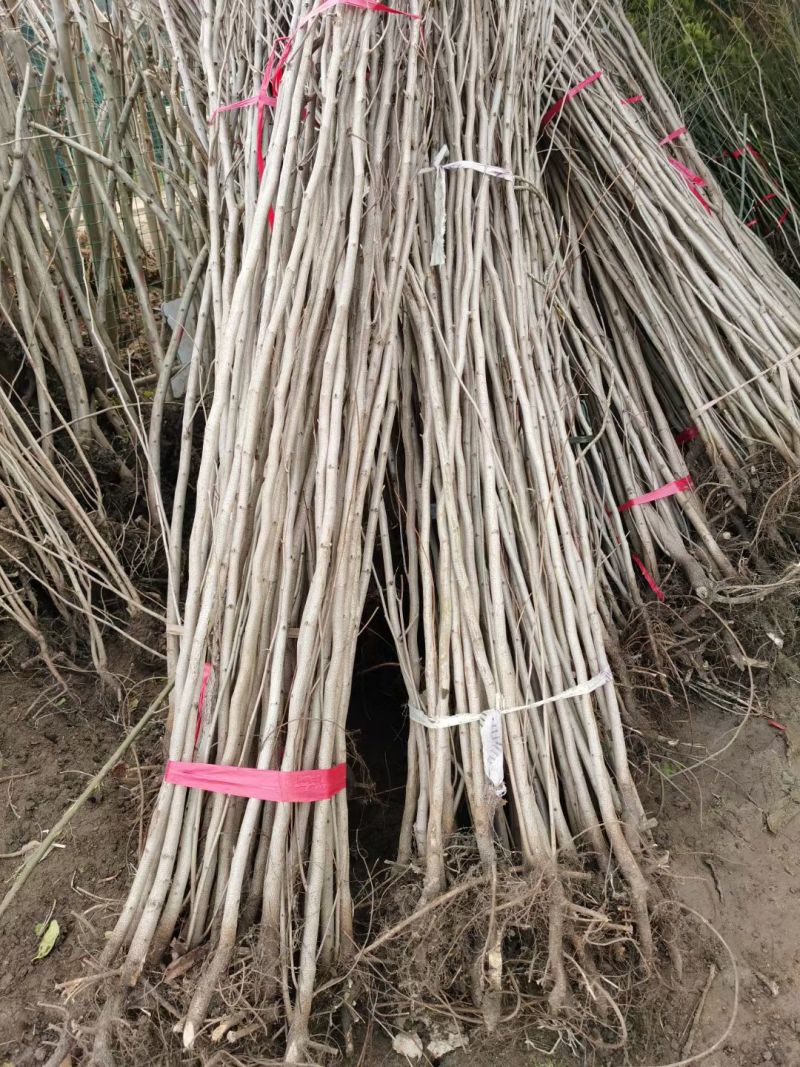 紫荆花树苗四季室外庭院开花树紫荆树苗耐寒绿化工程苗南北方