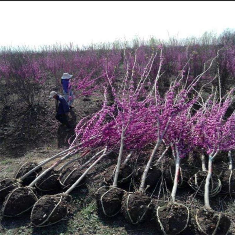 紫荆树苗紫荆花室外植物耐寒名贵盆栽四季庭院苗木绿化风景树