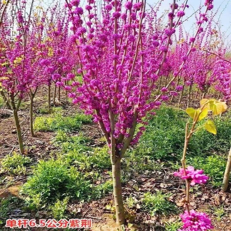紫荆树苗紫荆花室外植物耐寒名贵盆栽四季庭院苗木绿化风景树