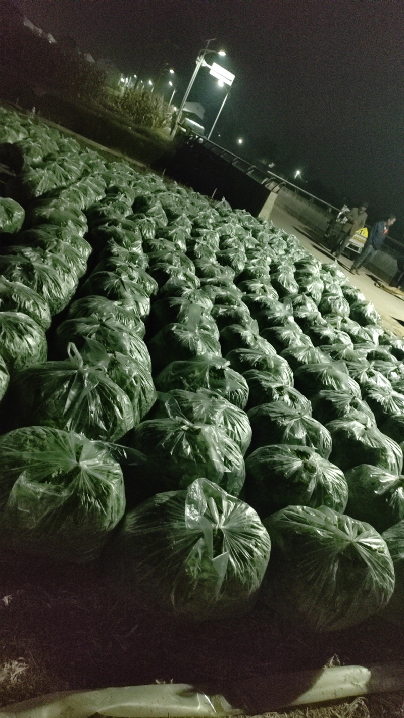 鲜荠菜，产地直发，可供各个渠道，有质有量，欢迎咨询…