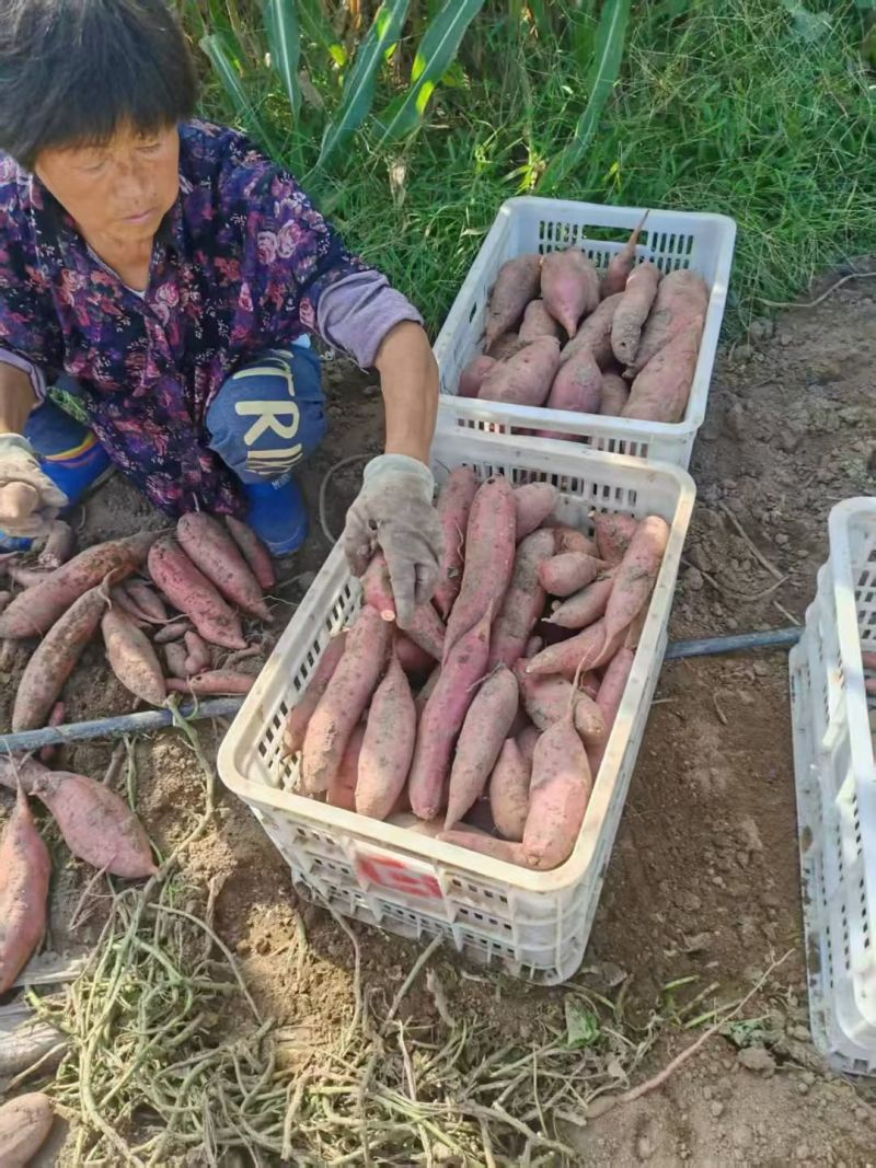 烟薯25大量现货有需要的联系我