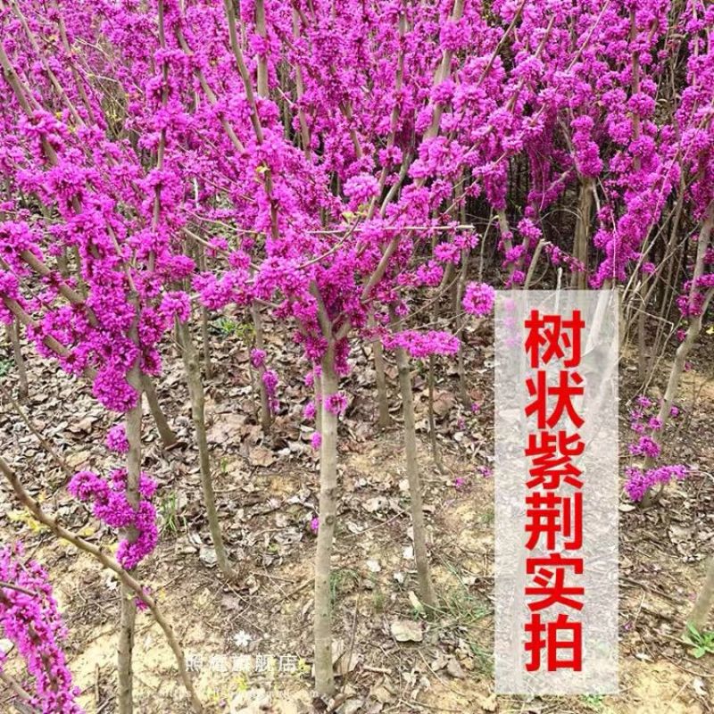 紫荆，紫荆，花室外植物耐寒名贵盆栽四季庭院苗木绿化风景树