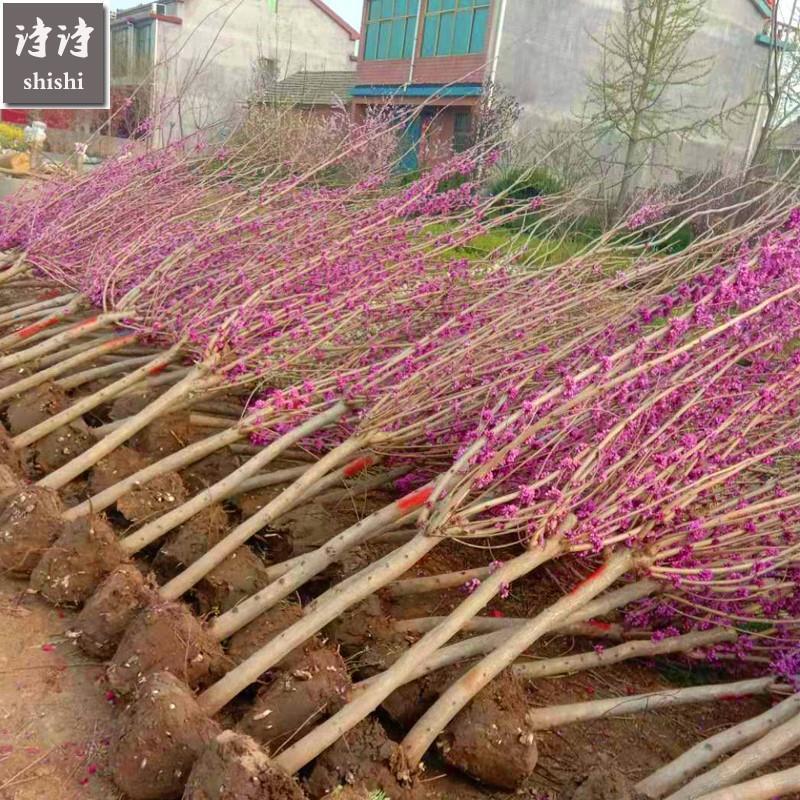 紫荆，紫荆，花室外植物耐寒名贵盆栽四季庭院苗木绿化风景树