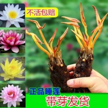 精品睡莲苗大睡莲根块池塘盆栽睡莲水生植物基地直销