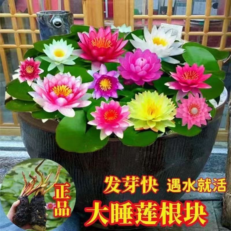 精品睡莲苗大睡莲根块池塘盆栽睡莲水生植物基地直销