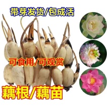 高产食用莲藕苗高产藕苗浅水藕深水藕泥藕