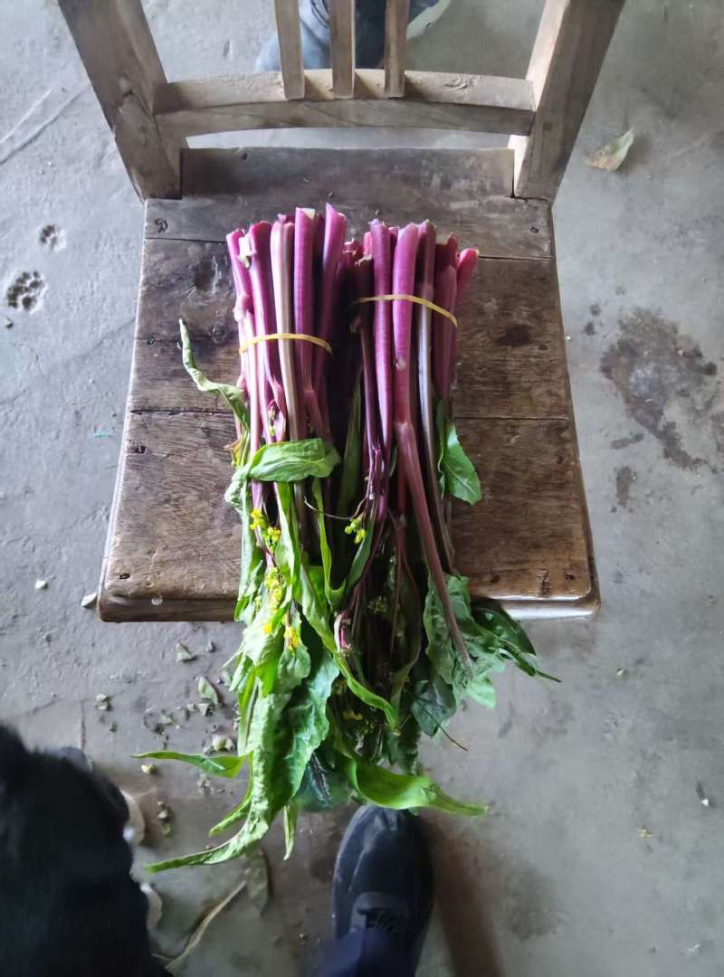 供应红菜苔