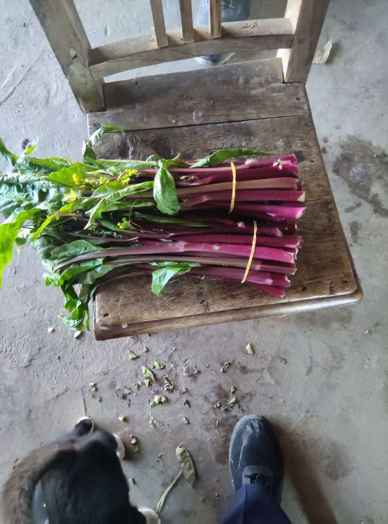 供应红菜苔