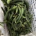 莘县密刺黄瓜产地直发瓜扭子，大量有货，暂时没货