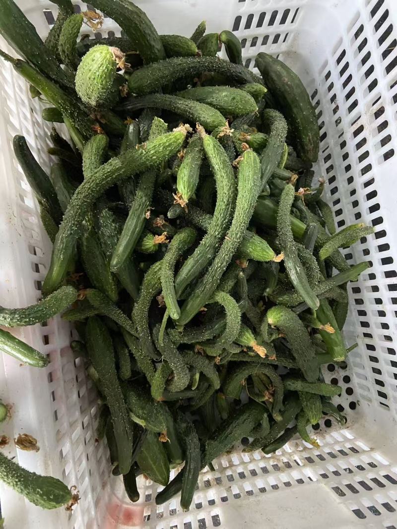莘县密刺黄瓜产地直发瓜扭子，大量有货，暂时没货