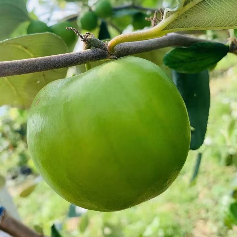 【9年】苹果枣正宗苹果枣产地直销欢迎对接洽谈咨询
