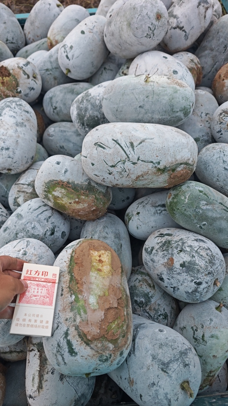 水果小冬瓜
