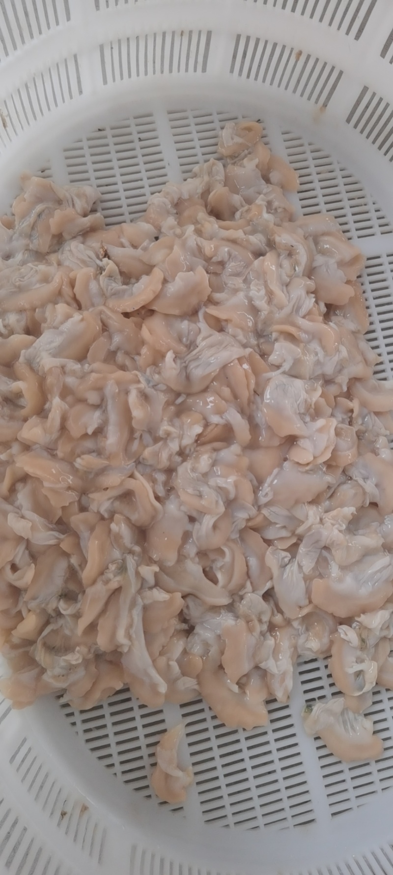 各种河蚌肉稳定供应