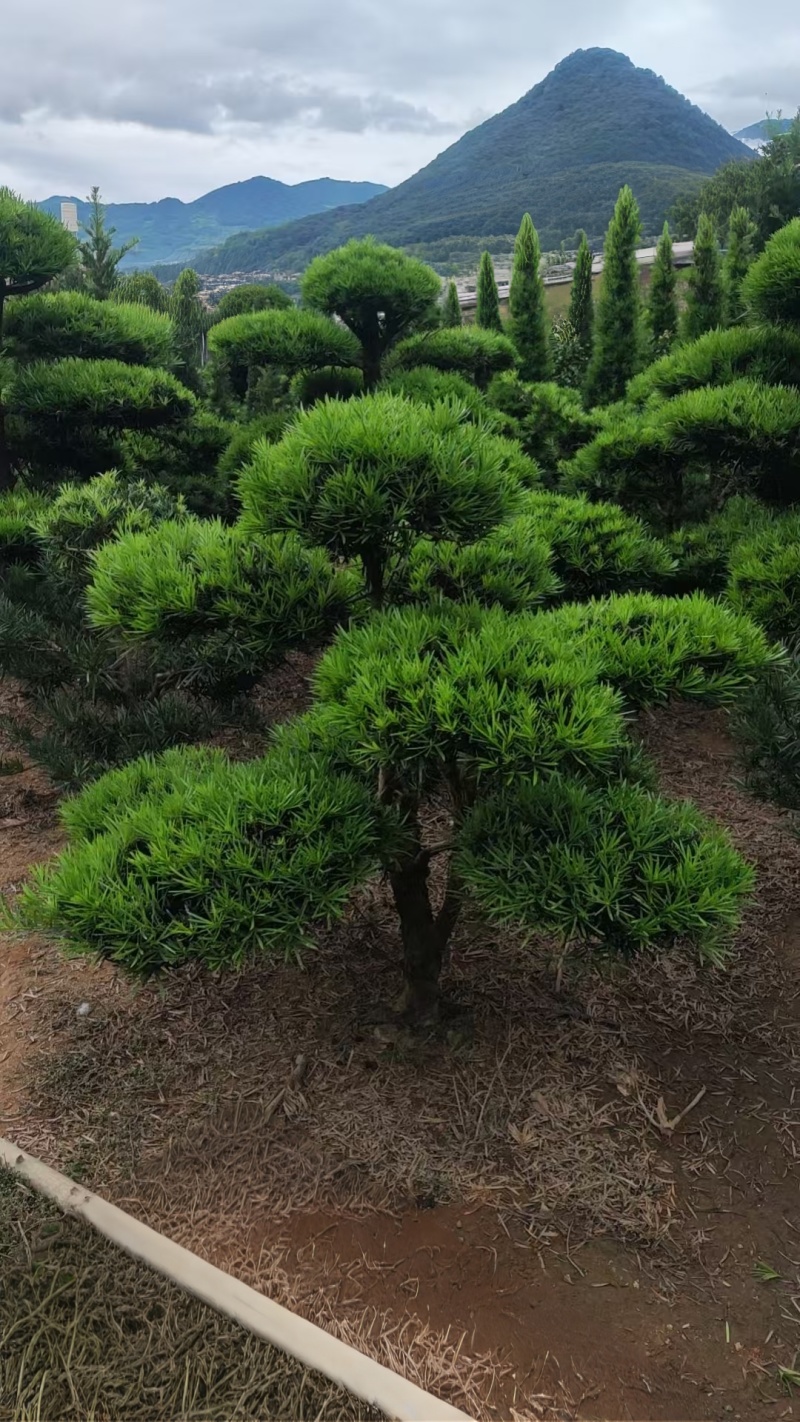 切片造型罗汉松