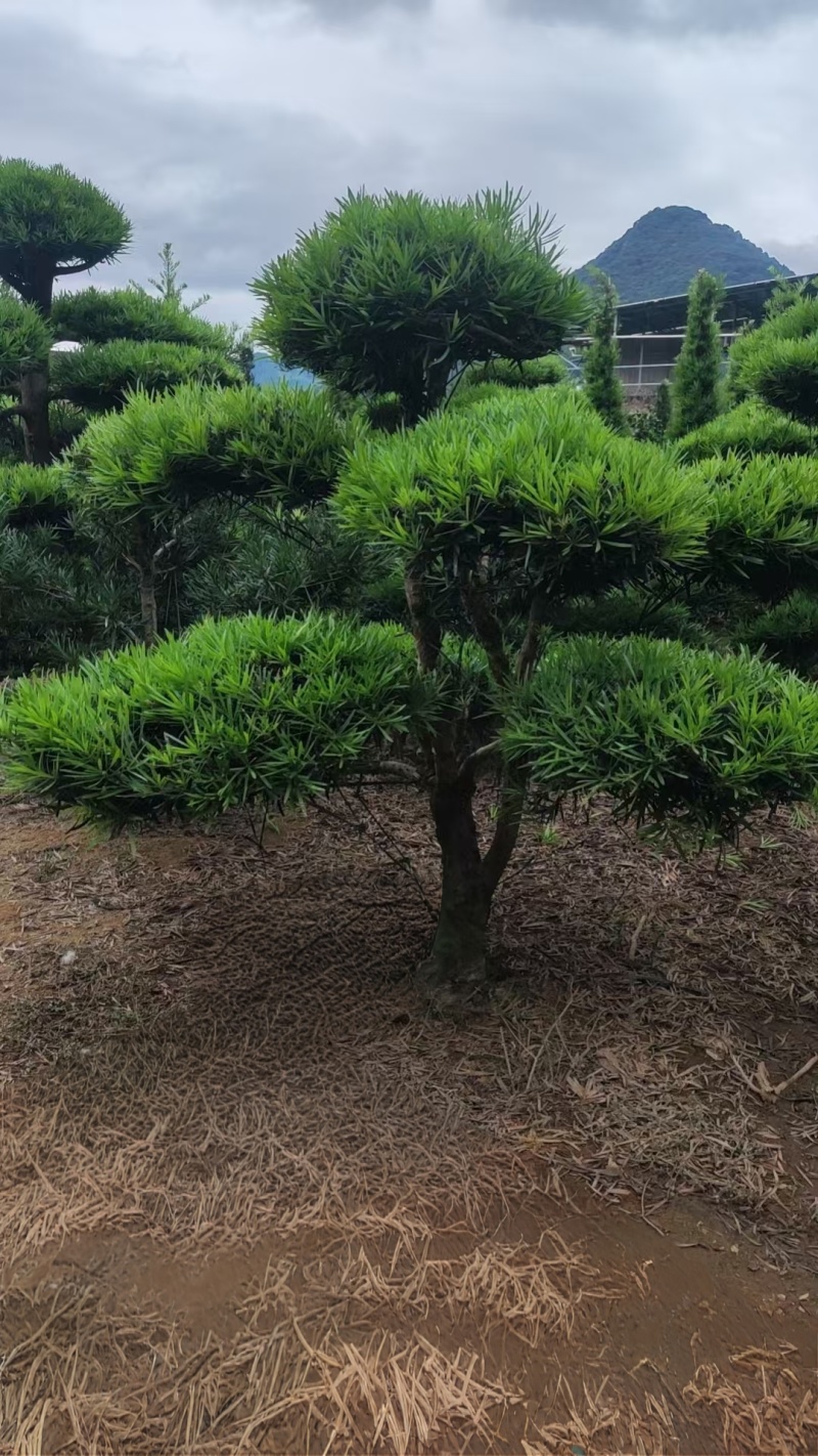 切片造型罗汉松