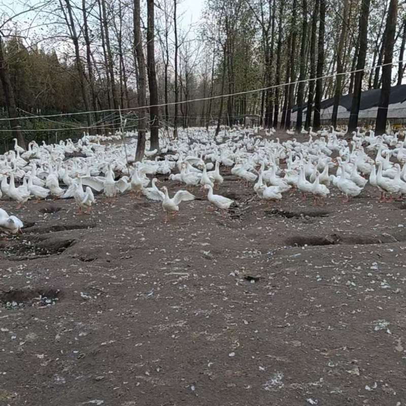 江苏三花鹅养殖场直供规格齐全量大价优可送货上门
