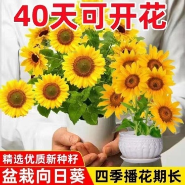 包邮）向日葵种子向日葵籽阳台盆栽四季播种开花高杆观赏
