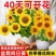 包邮）向日葵种子向日葵籽阳台盆栽四季播种开花高杆观赏