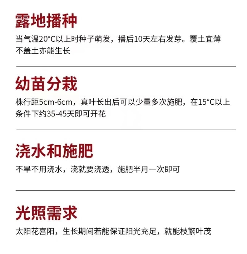 包邮）向日葵种子向日葵籽阳台盆栽四季播种开花高杆观赏