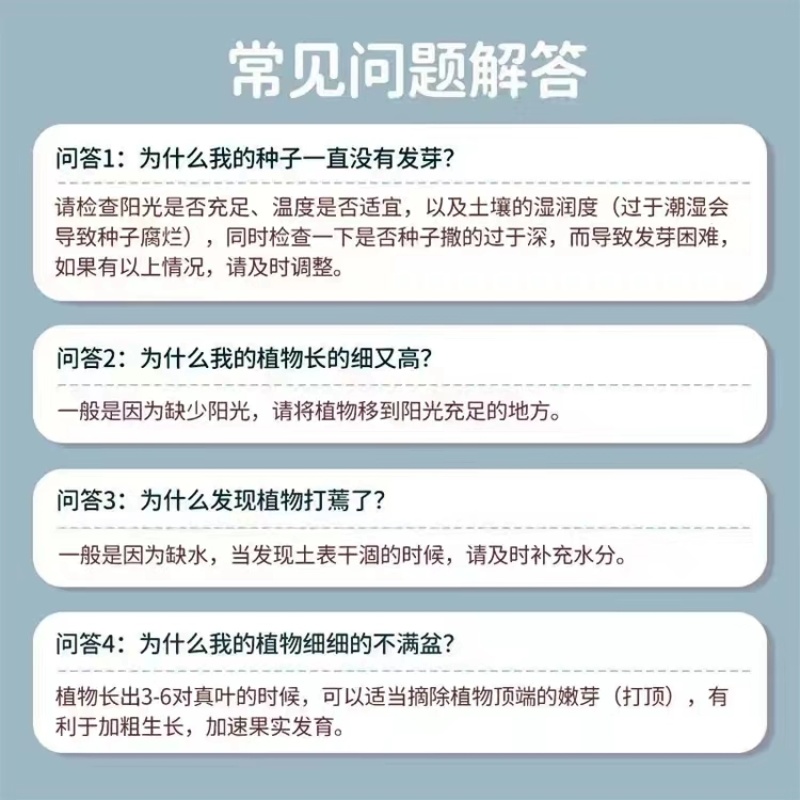包邮）向日葵种子向日葵籽阳台盆栽四季播种开花高杆观赏