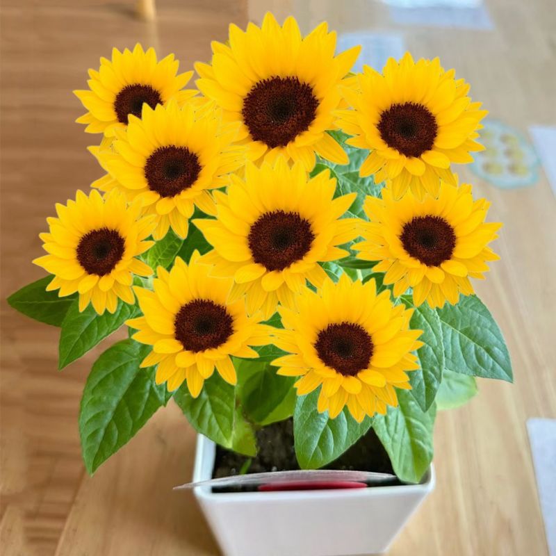 包邮）向日葵种子向日葵籽阳台盆栽四季播种开花高杆观赏